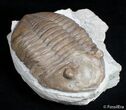 D Asaphus Expansus Trilobite - #2788-4